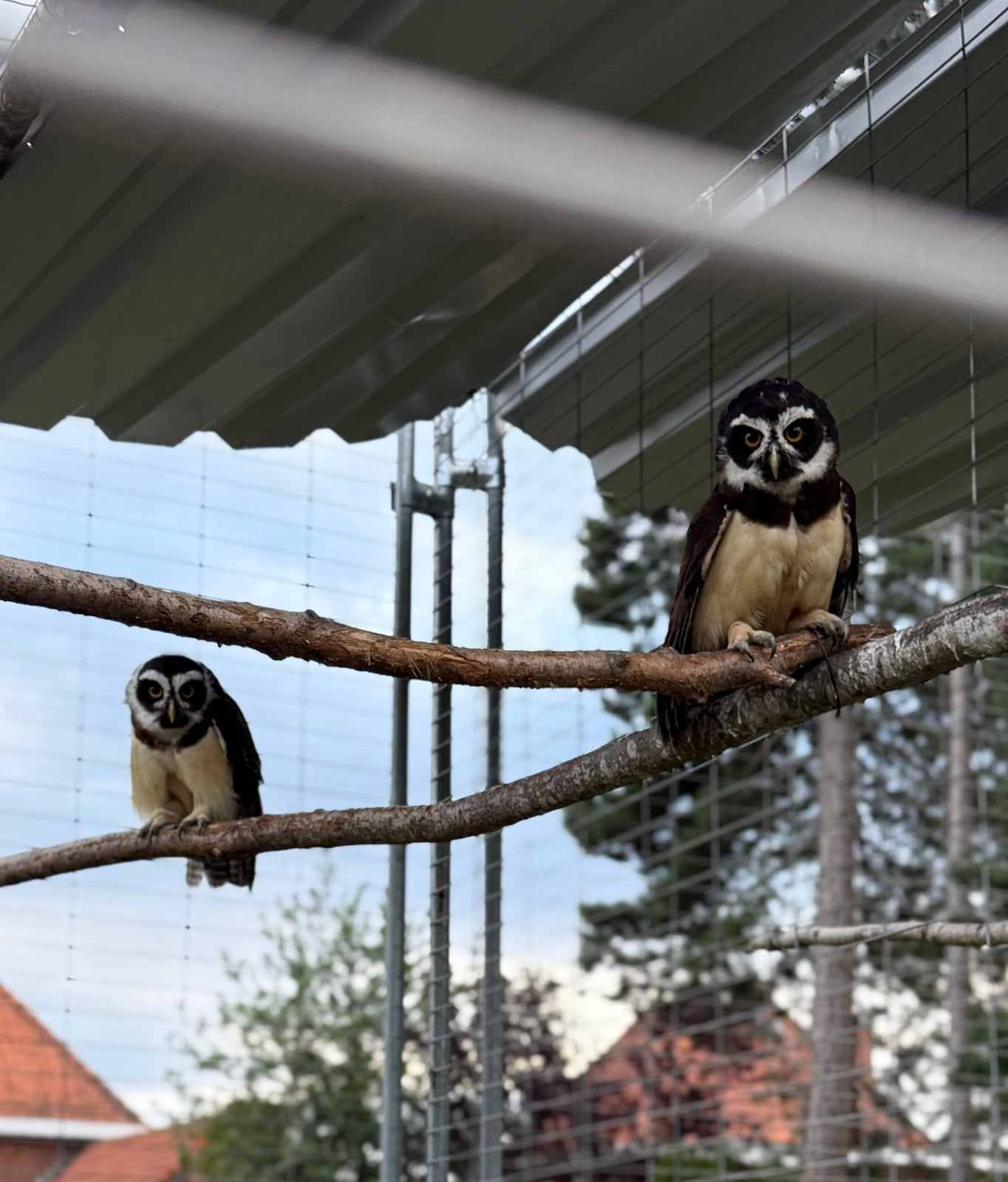Koppel briluilen 2025, Roofvogel