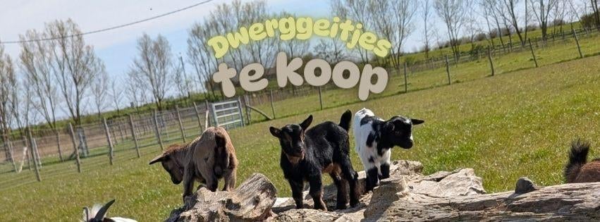dwerggeitjes te koop, Meerdere dieren, Geit, 0 tot 2 jaar