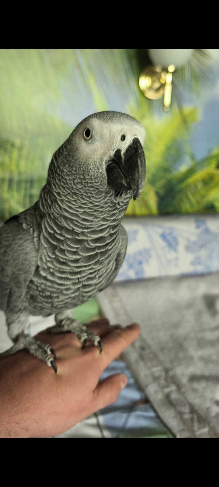 Gris de Gabon, Animaux & Accessoires, Mâle, Parleur