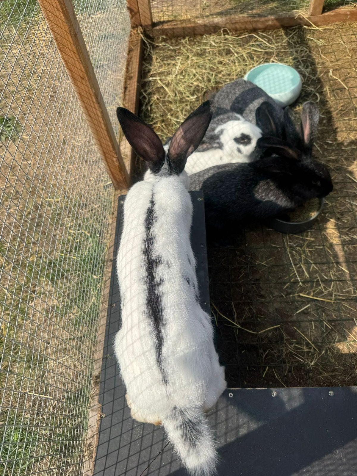 Mooie jonge konijnen., Dieren en Toebehoren, Konijnen, Meerdere dieren, Groot, 0 tot 2 jaar