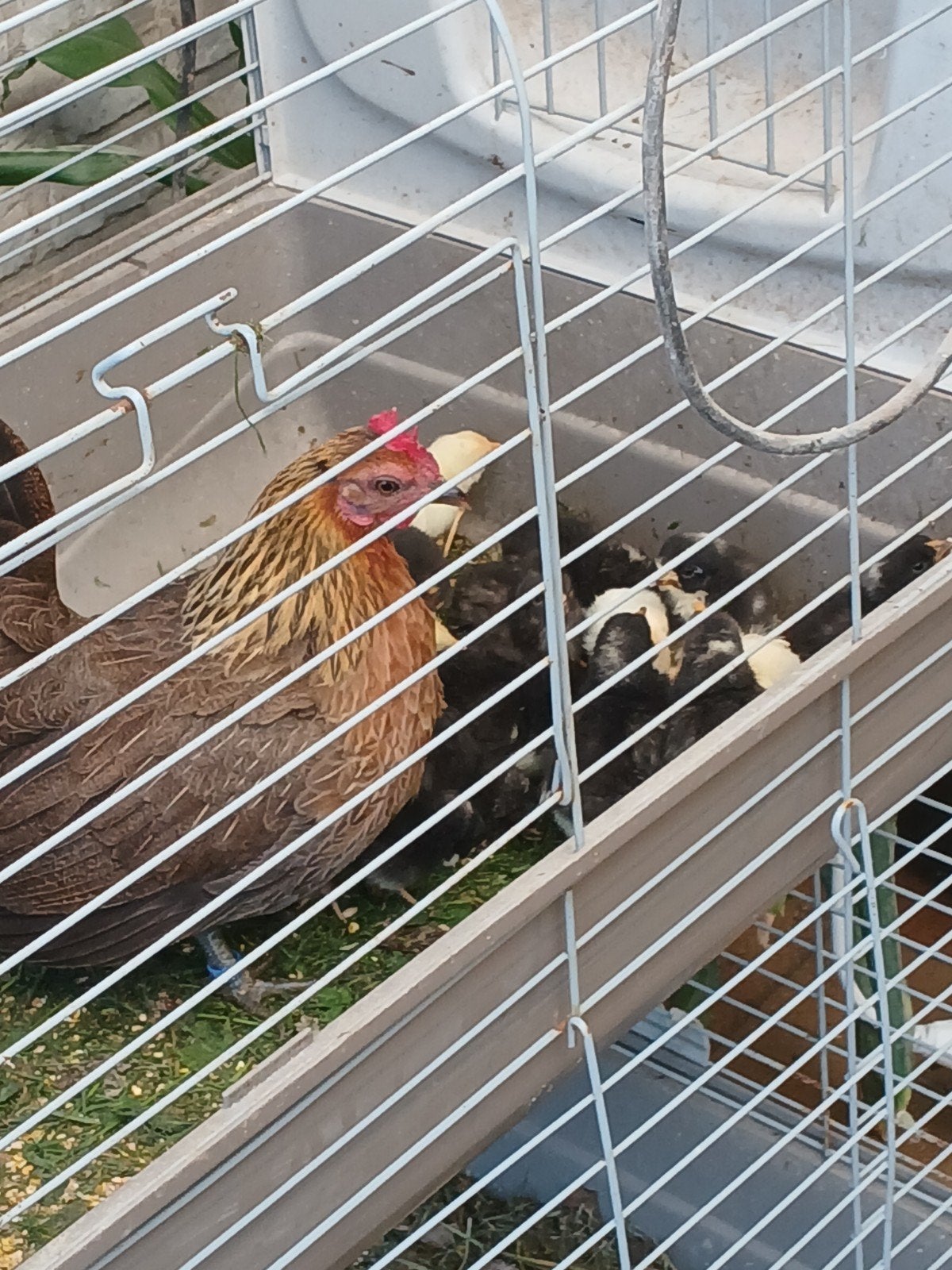 12 broedeieren, 3 rassen  voor 10euro, Dieren en Toebehoren