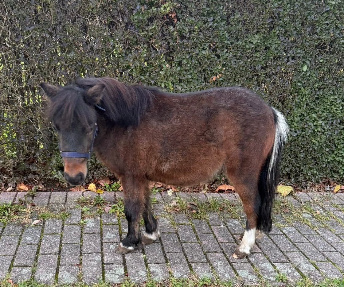 Verkocht!!!, Dieren en Toebehoren, Merrie, Onbeleerd, Gechipt
