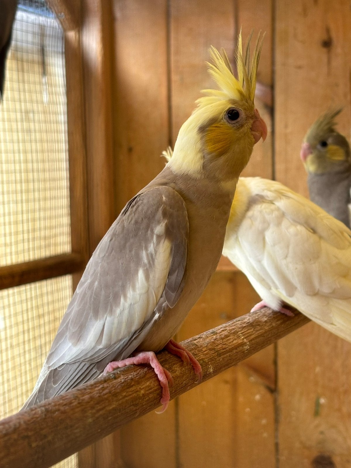 Cinnamon valkparkiet, Animaux & Accessoires, Oiseaux | Perruches & Perroquets, Bagué