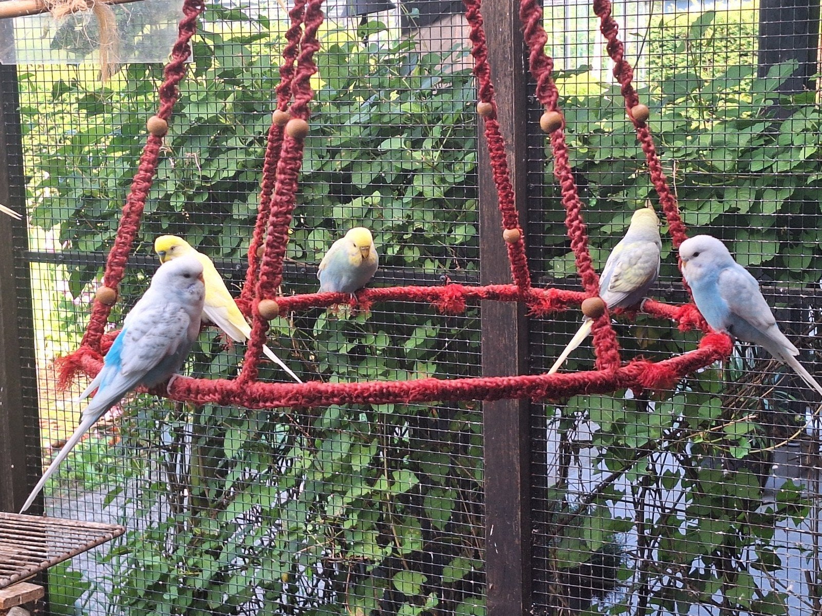 Mooie jonge grasparkieten, Dieren en Toebehoren