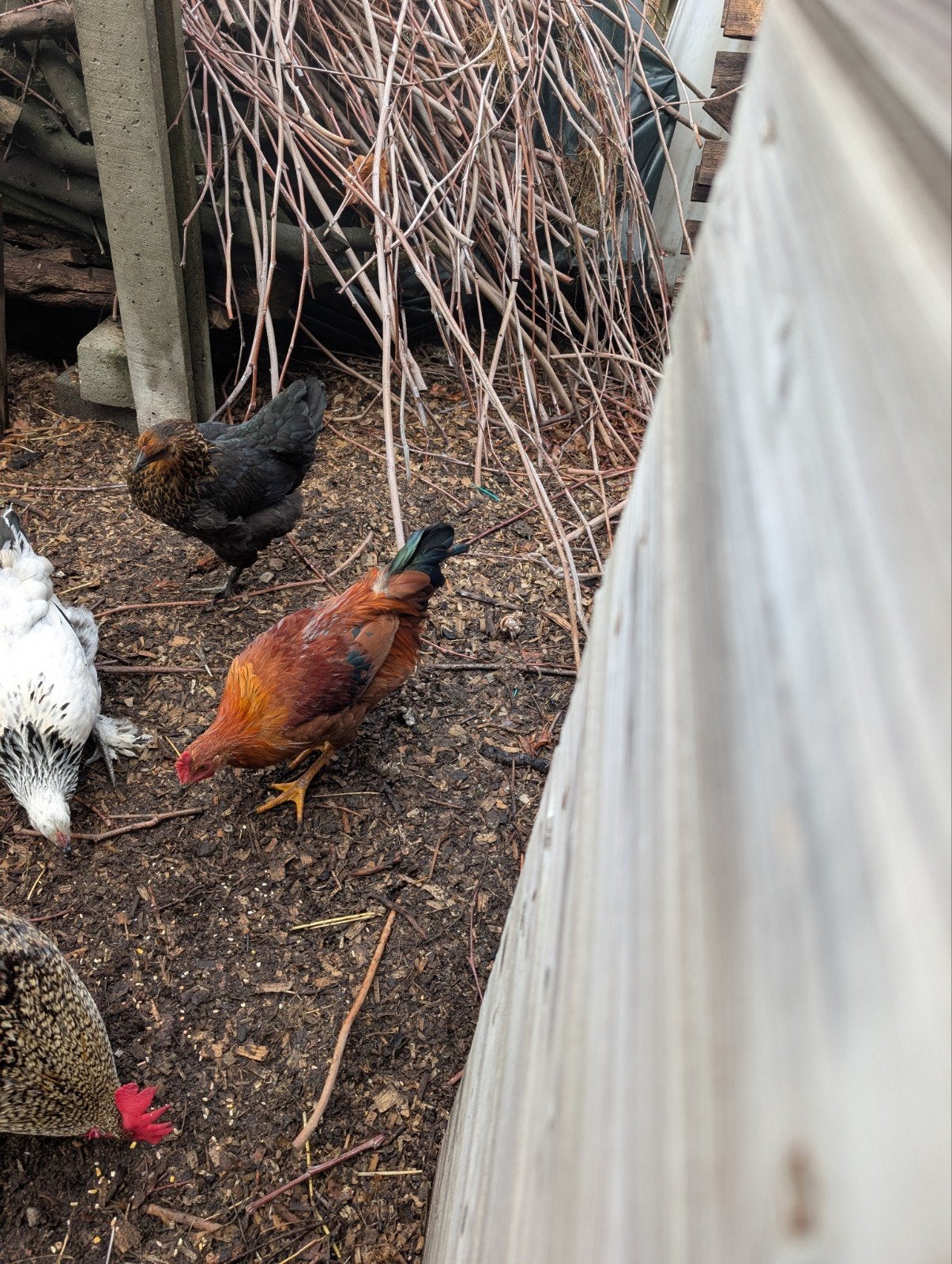 Haan, Dieren en Toebehoren, Mannelijk, Kip