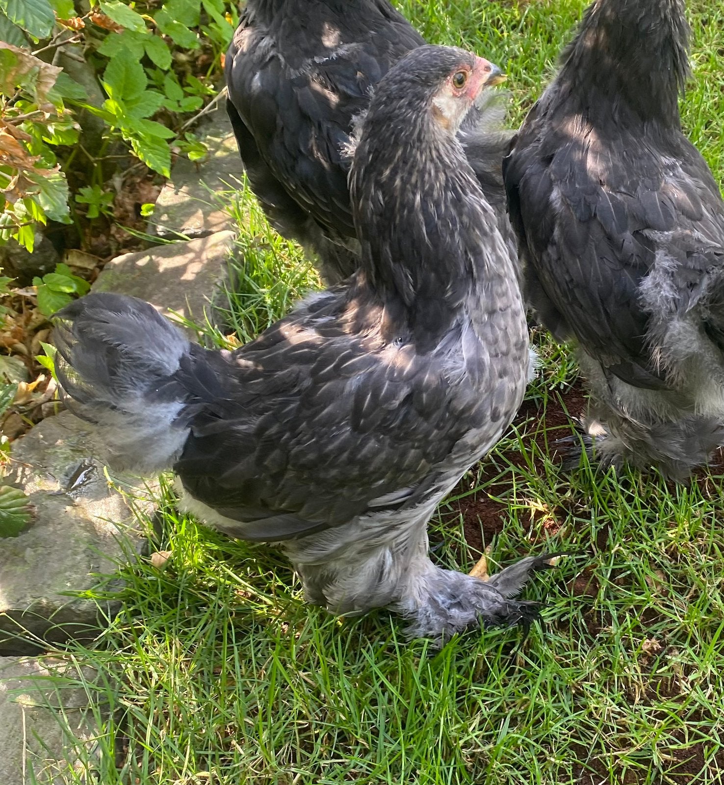 Te koop Brahma groothoender Zilverkwartel, Meerdere dieren, Kip