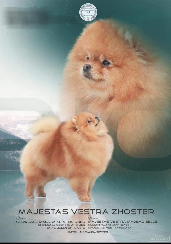 Ter dekking dwergkees - pomeriaan - pomeranian, Parvo, België, Fokker | Hobbymatig, Keeshond