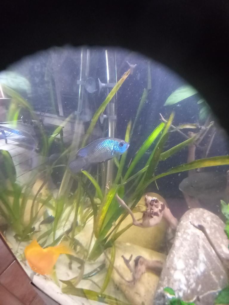 Poisson Acara bleu 4 pièces, Poisson, Poisson d'eau douce