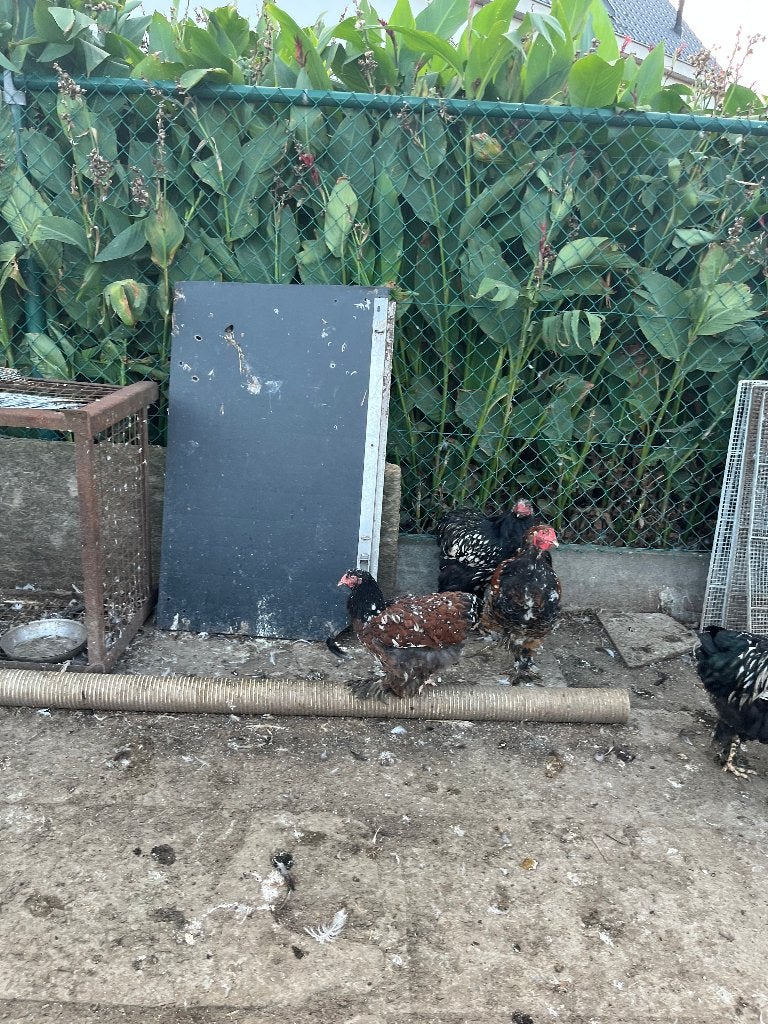 Brama's, Meerdere dieren, Kip