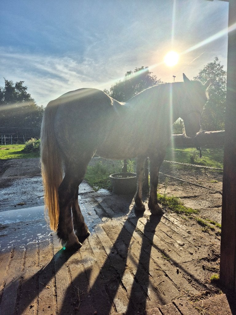 Lieve Merrie zoekt passende woonomgeving, Débourré, Avec puce électronique, 170 à 175 cm, Cheval de récréation