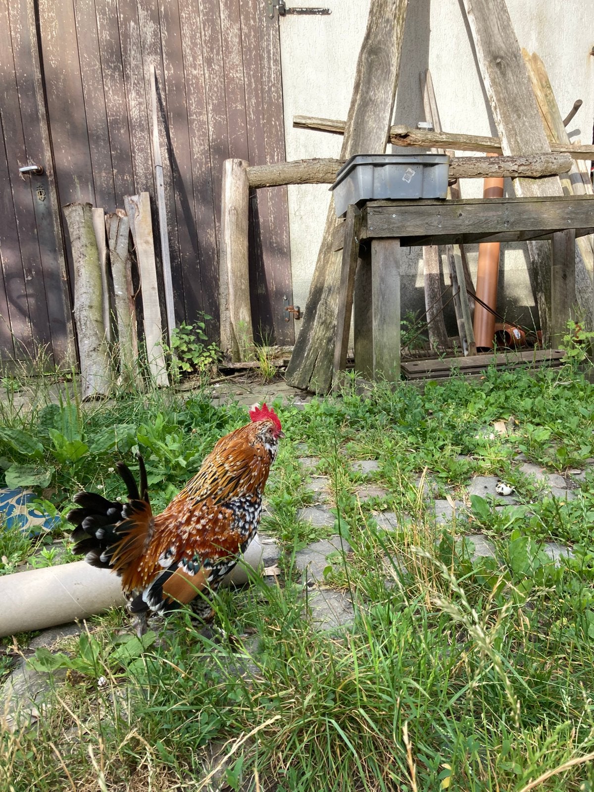 Ukkelse baardkriel haan, Mâle, Poule ou poulet