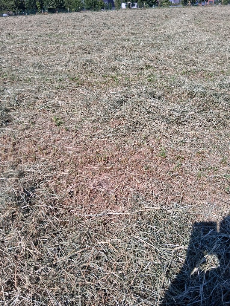 Vers hooi in kleine botten, Enlèvement, Bétail