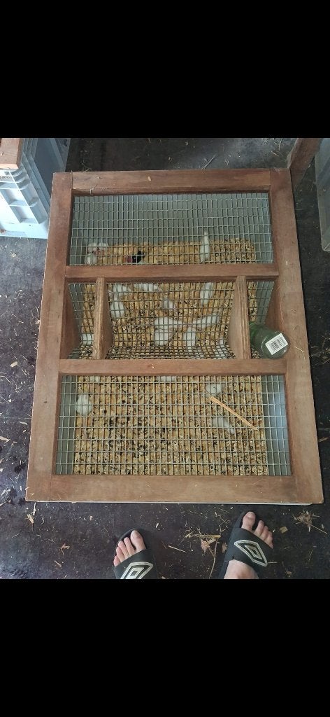 Kweekbakken voor ratten, Ophalen, Gebruikt, Minder dan 60 cm