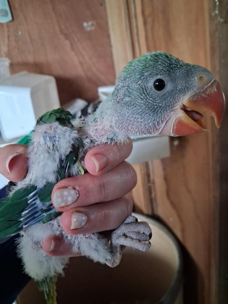 Alexander parkiet jong van bijna 5 weken om tam te maken, Dieren en Toebehoren, Vogels | Parkieten en Papegaaien, Geslacht onbekend