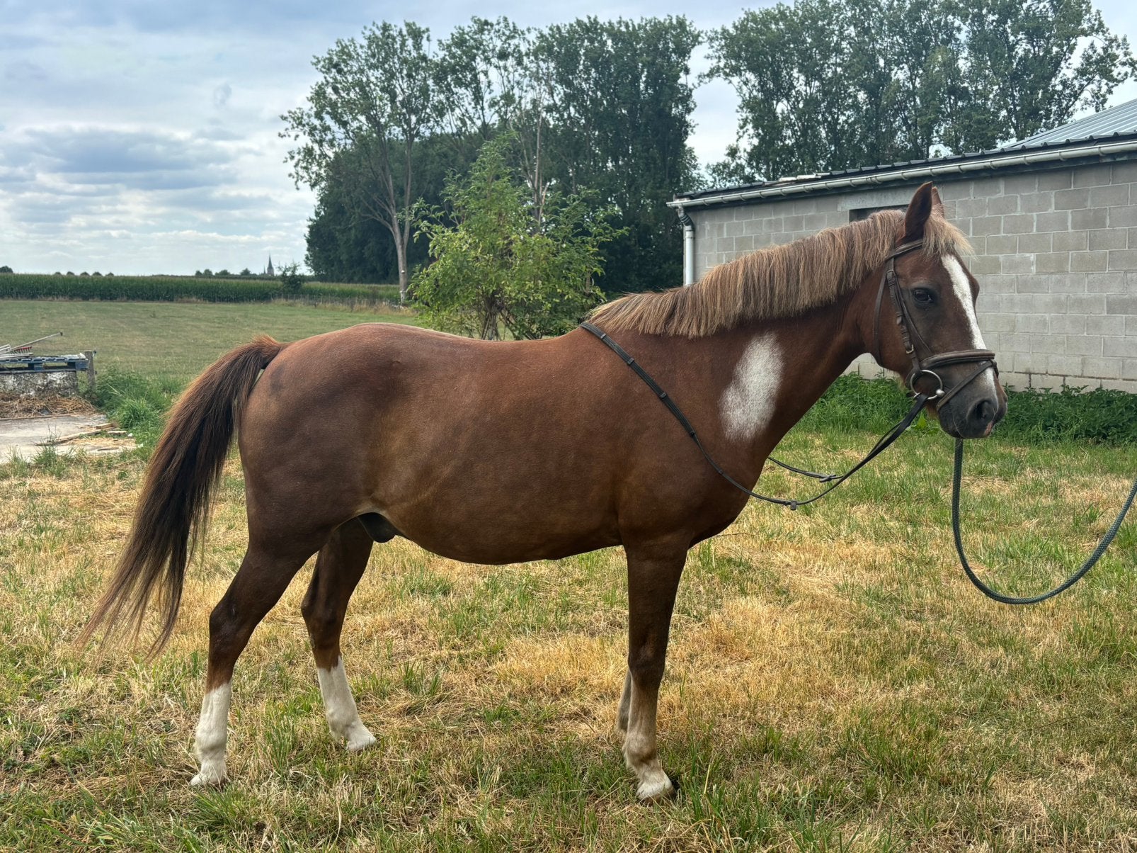 Lieve pony te koop, Dieren en Toebehoren, Ruin, 11 jaar of ouder