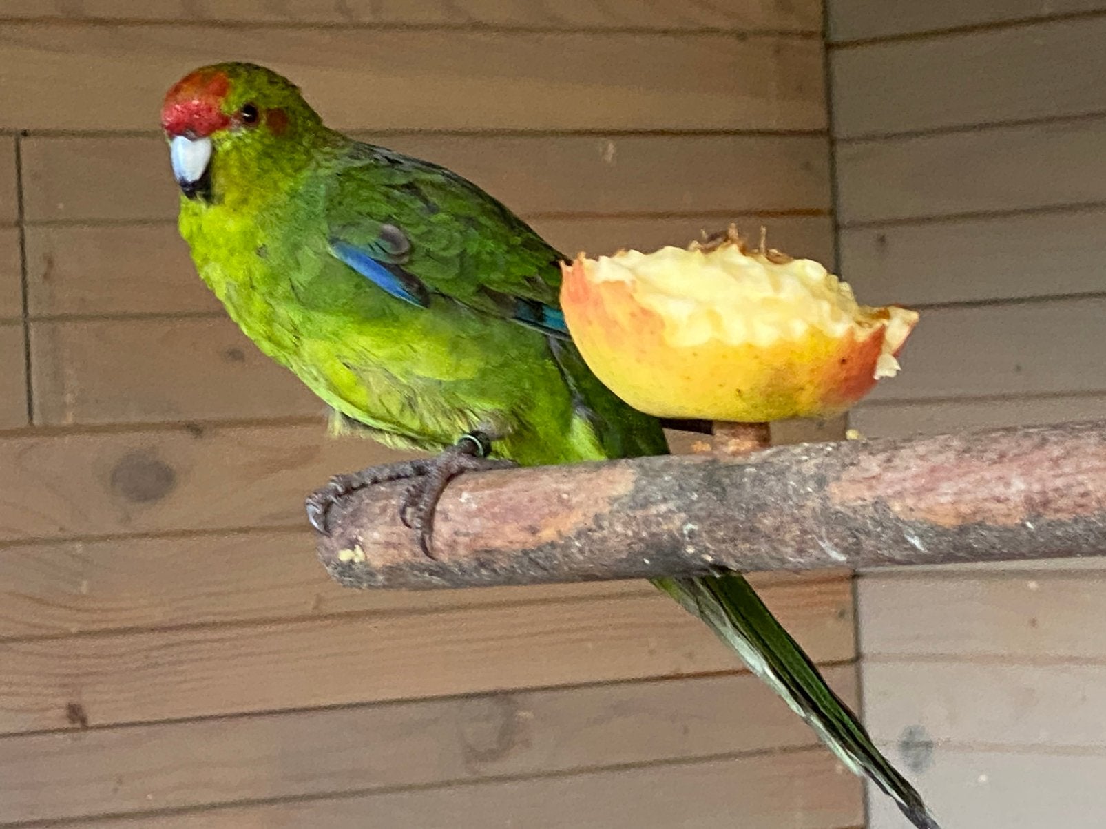 Kakariki’s wildkleur 2025-26, Plusieurs animaux, Perruche, Bagué