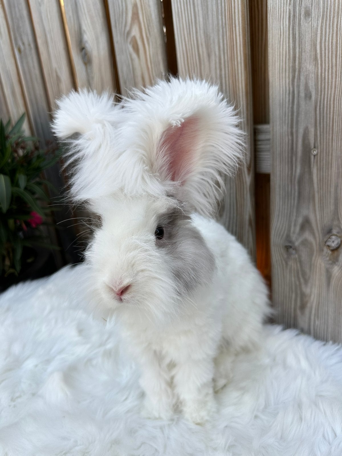 Lieve raszuiver engels angora rammetje, Dieren en Toebehoren, Mannelijk, Middelgroot