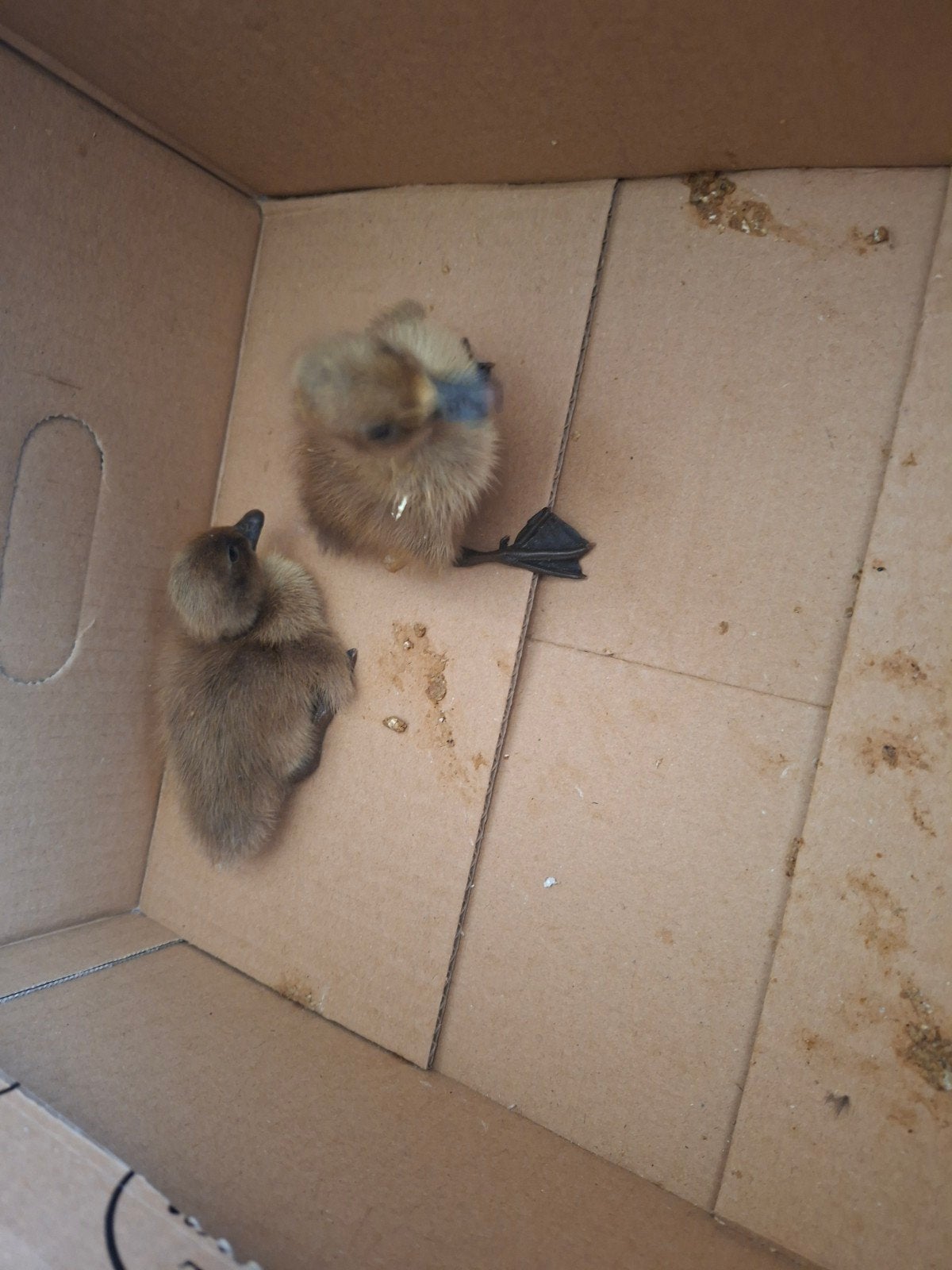2 khaki campbell eenden kuikens, Dieren en Toebehoren