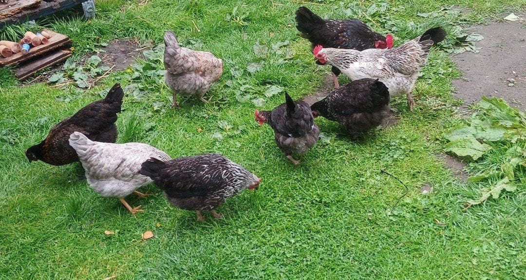 Kippen aan de leg, Dieren en Toebehoren, Pluimvee