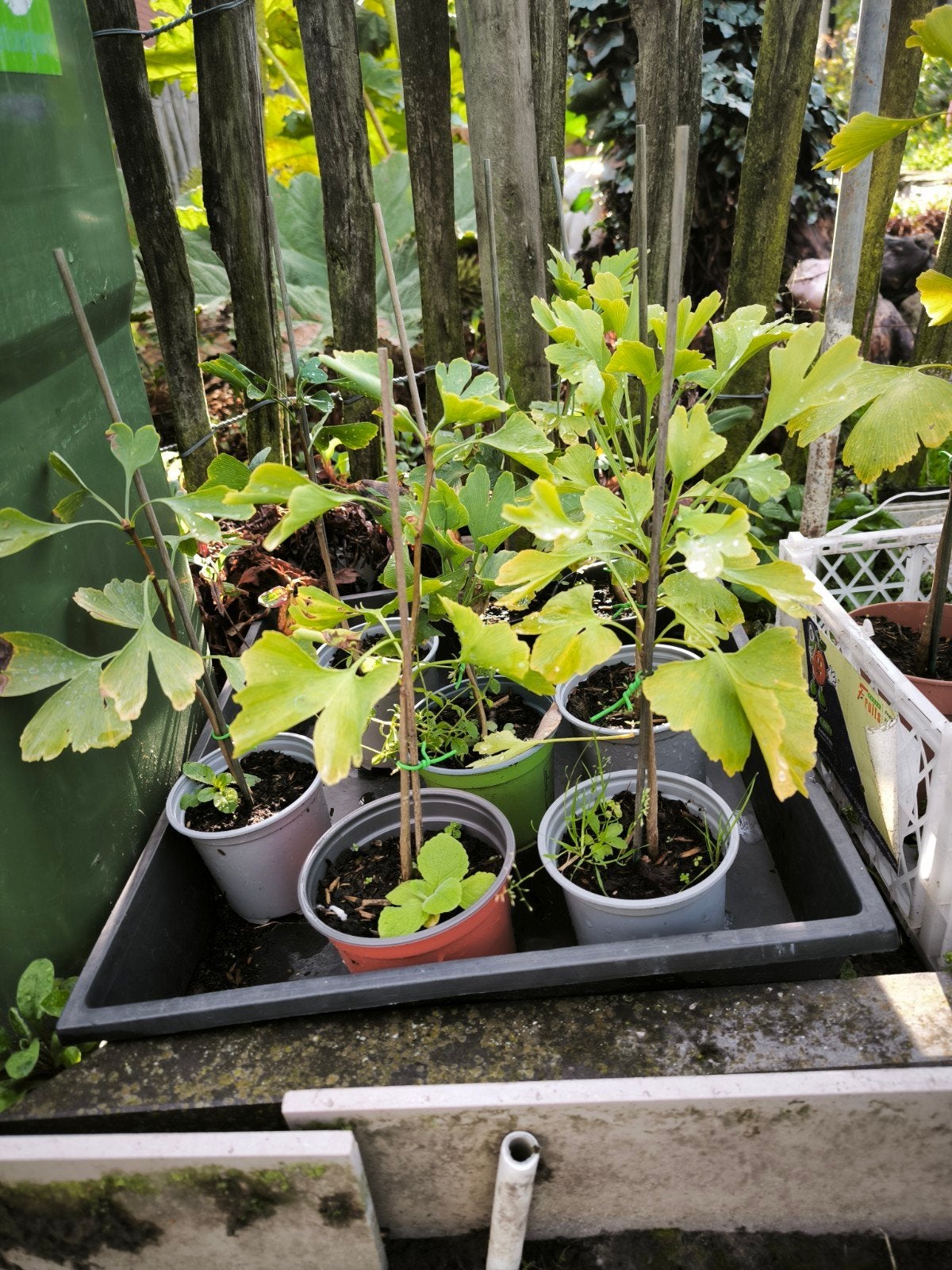 jonge ginkgo biloba te koop., Enlèvement