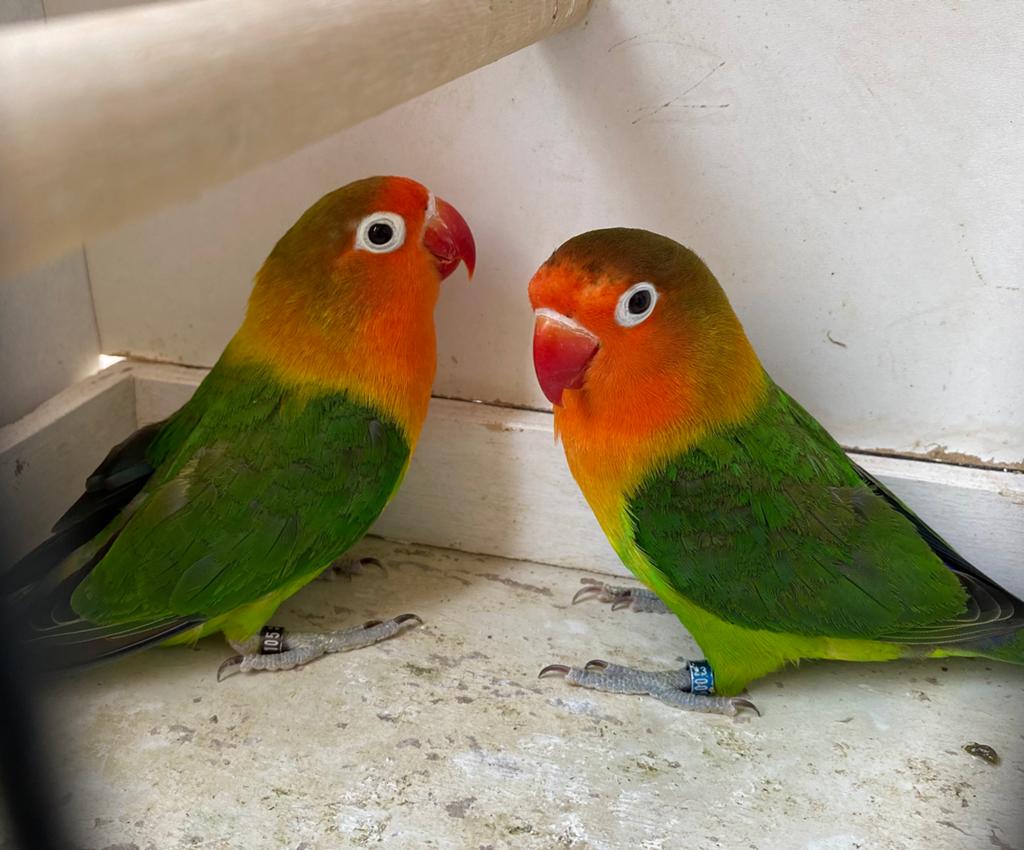Inséparables Fischerie couple, Plusieurs animaux, Perroquet nain ou Inséparable, Bagué