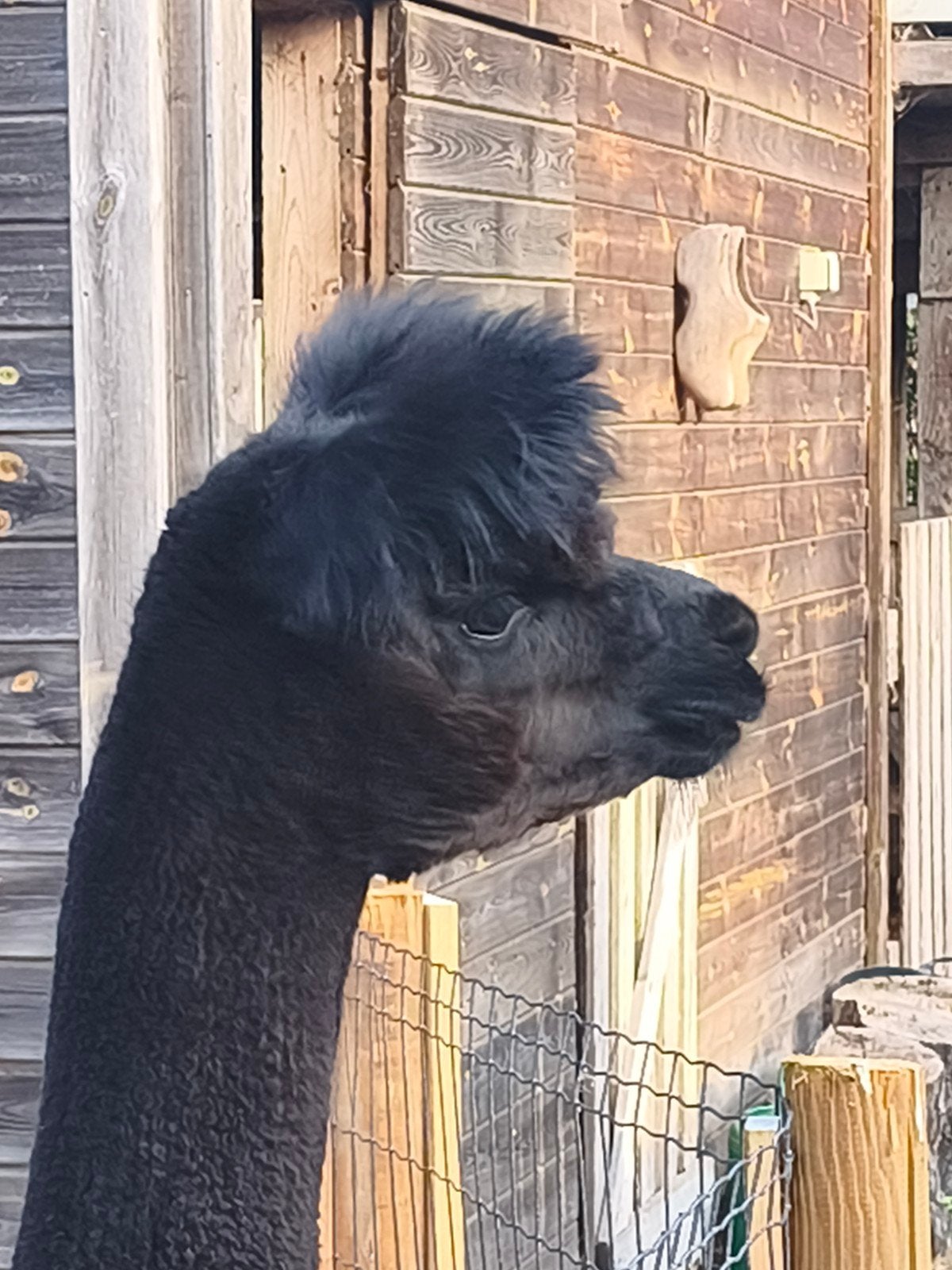 alpaca hengst, Octobre, Mâle