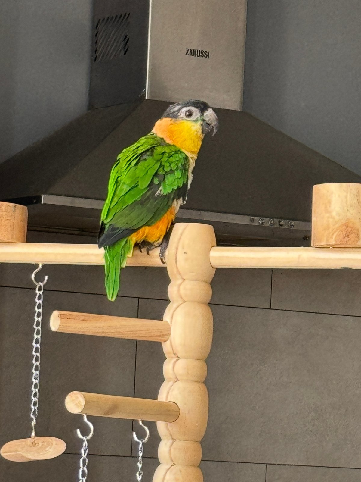 Super apprivoisée Caique à tête noire, Perroquet, Bagué