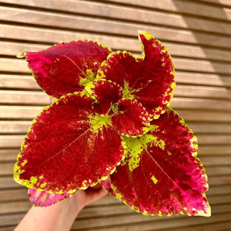 Coleus / siernetel Trassel, Enlèvement ou Envoi