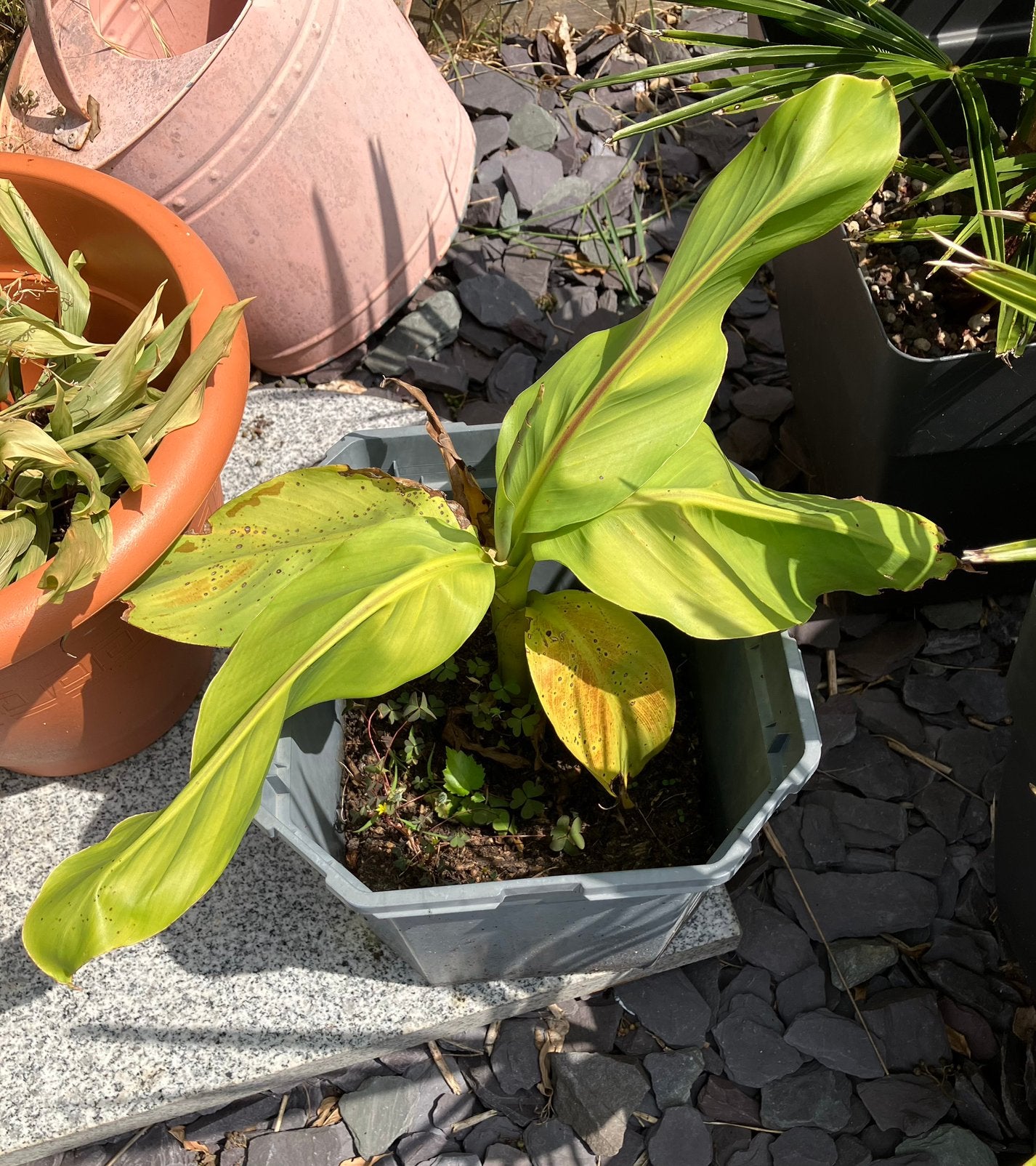 Bananenplant musa basjoo winterhard prijzen onderaan, Tuin en Terras, Ophalen