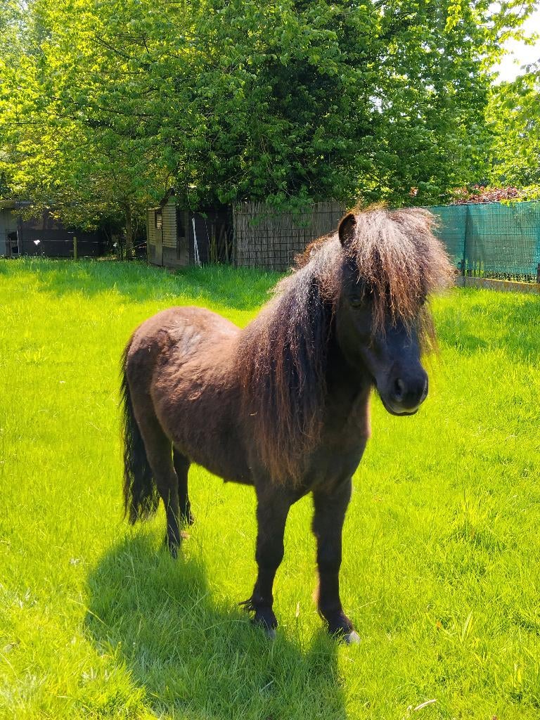 Superlief miniatuurpaardje , Belgisch Stamboek, Hengst, A pony (tot 1.17m), Met stamboom