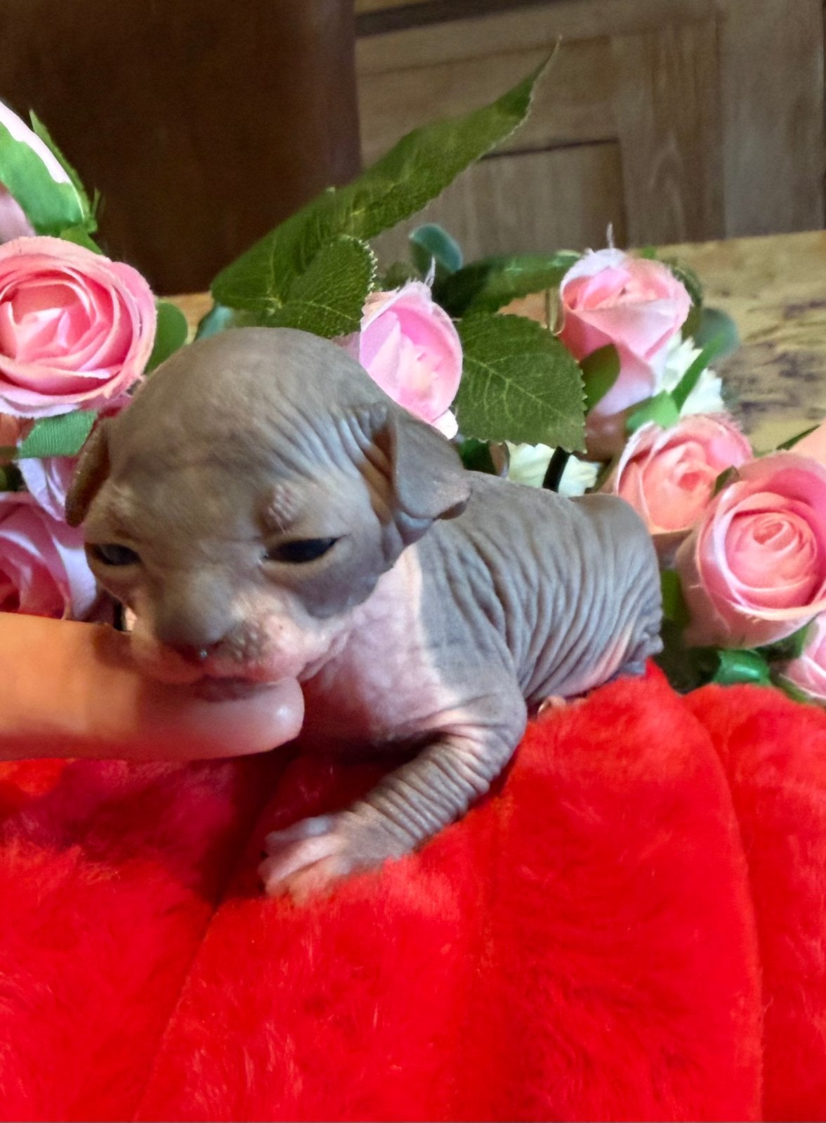 Prachtig Sphynx meisje met stamboom te reserveren. 🎀💖, Chatte ou Chat, Avec pedigree, 0 à 2 ans
