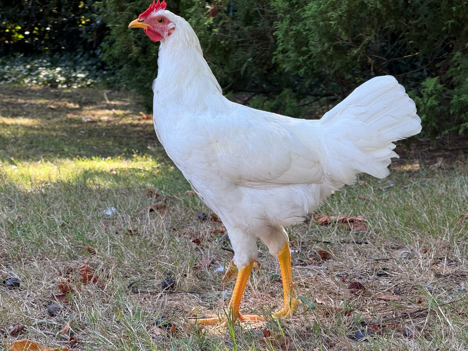 Mooie witte leghorn haan, Mâle, Poule ou poulet