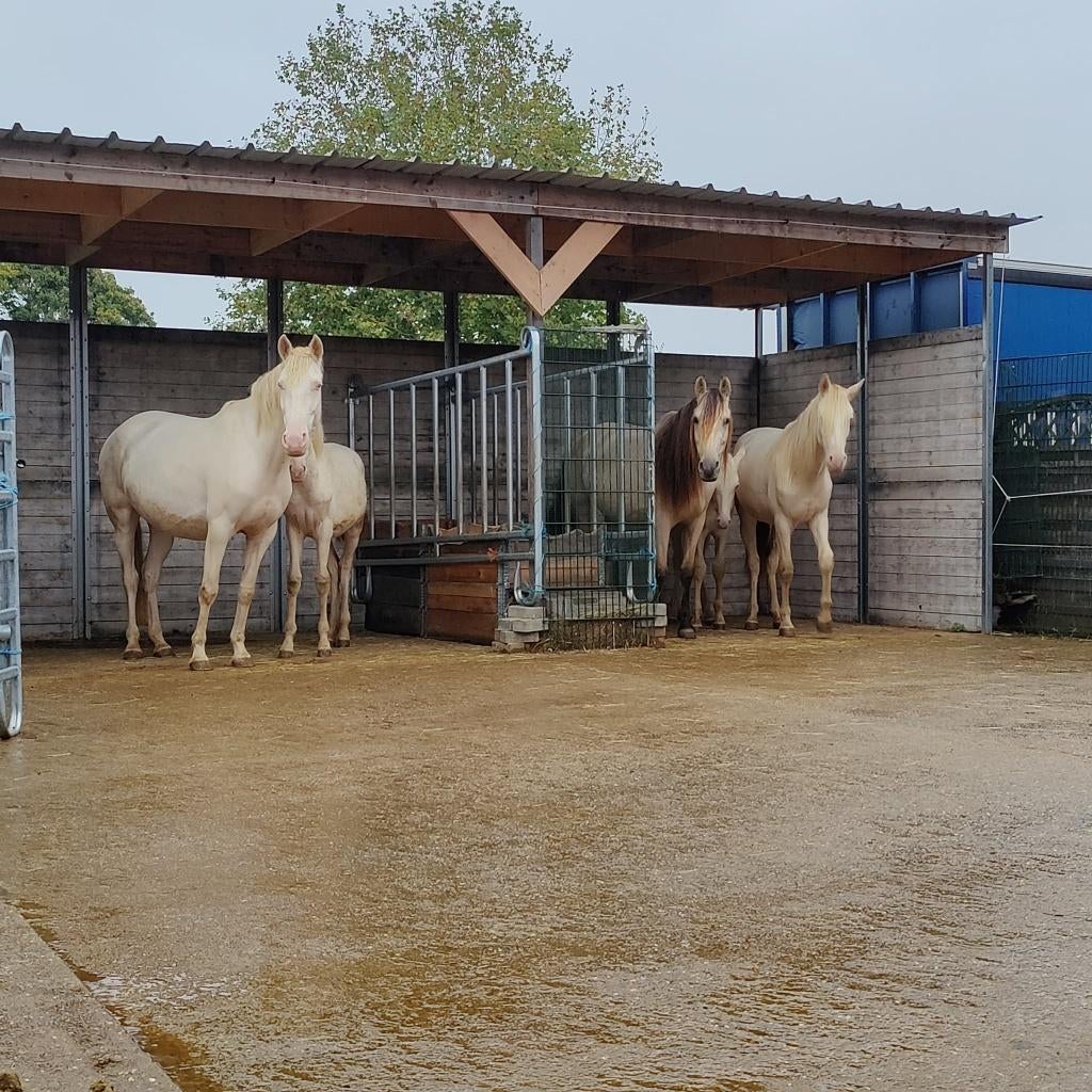 Stevige, grote schuilstal, Dieren en Toebehoren, 4 paarden of pony's of meer