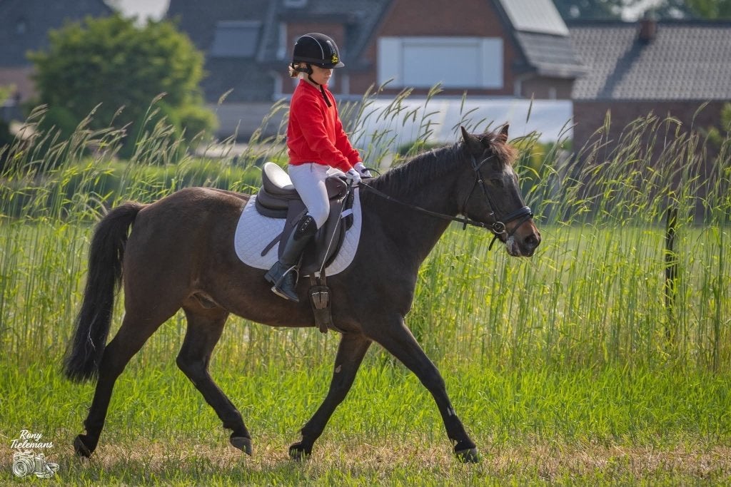Superlieve leermeester zoekt gouden thuis ️, Poney de dressage, 11 ans ou plus, M, Poney D (1.37 m à 1.48m)