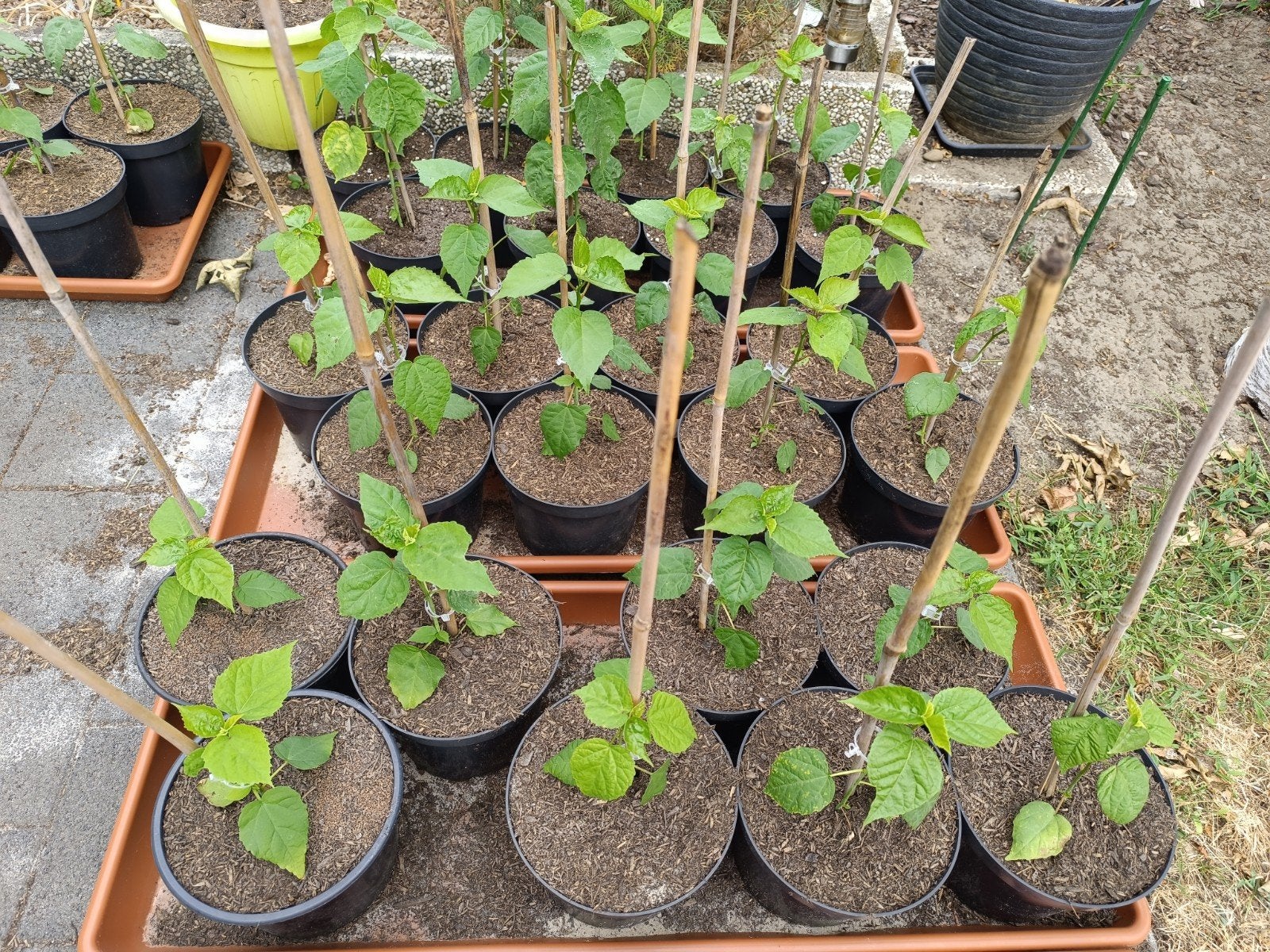 Tropische Hibiscus in pot, Tuin en Terras, Ophalen of Verzenden