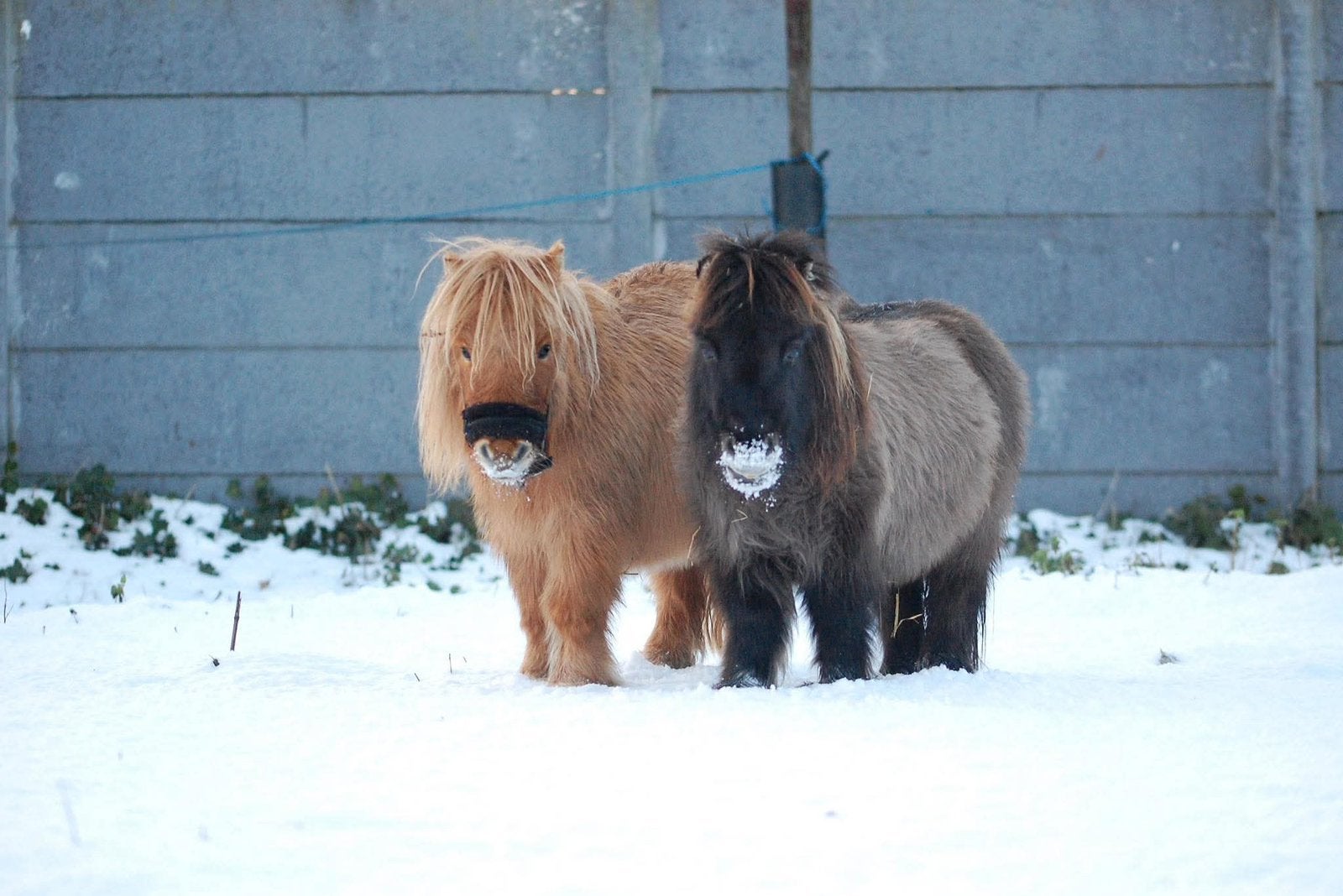 Shetland hengst/ruin gezocht, Dieren en Toebehoren, Paarden, Hengst