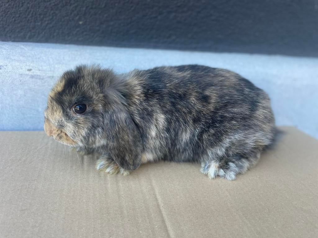 Minilop konijntje, Animaux & Accessoires, Lapins