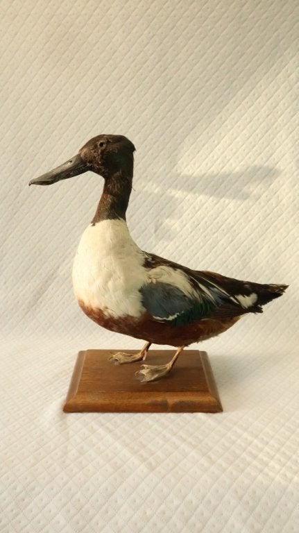 Taxidermie - opgezette eend, Collections, Enlèvement ou Envoi, Utilisé, Oiseaux, Animal empaillé