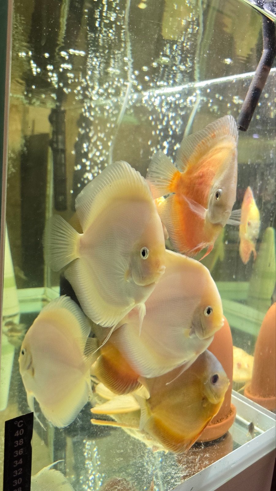 9+1 discus - inclusief 2 koppels, Dieren en Toebehoren, Vis, Zoetwatervis