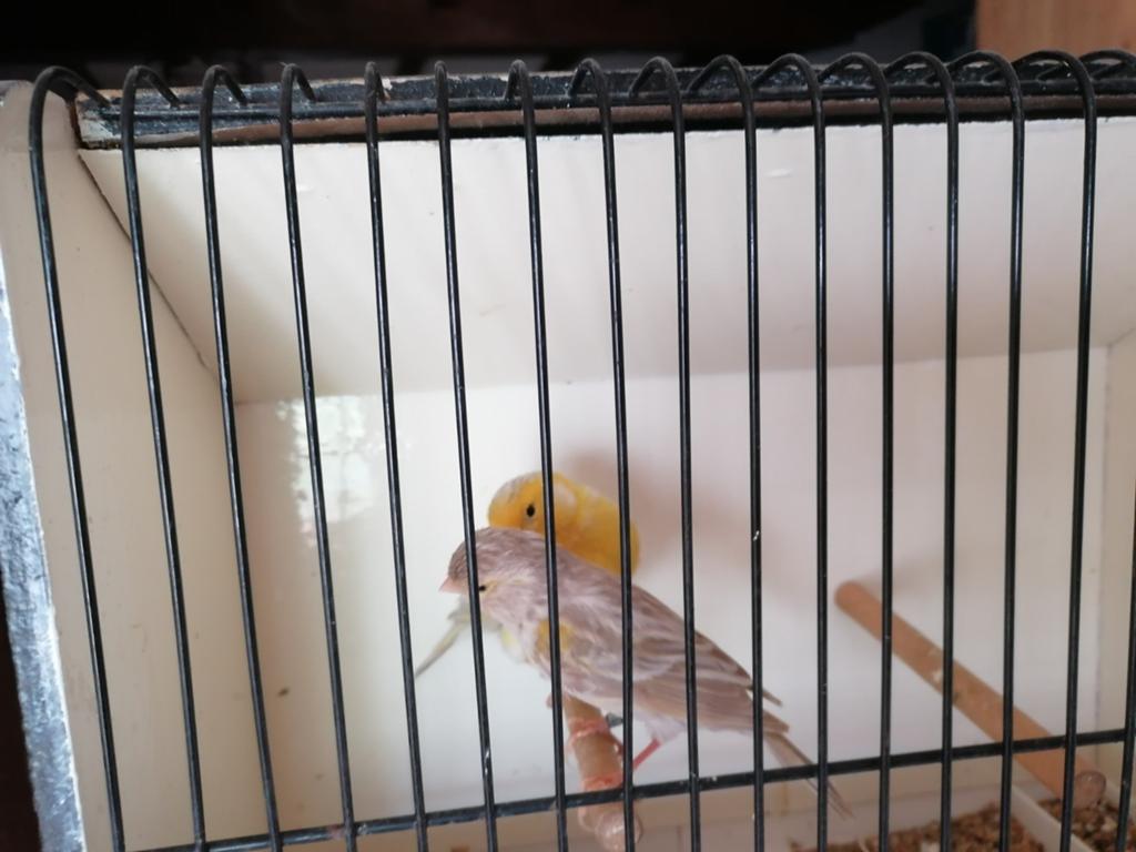 Koppel kanarie, Dieren en Toebehoren