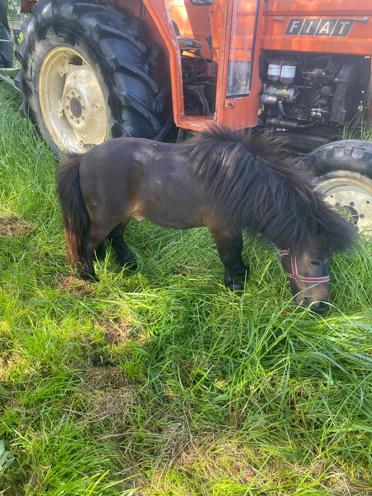 Mini Shetland pony, Dieren en Toebehoren, Gechipt, 11 jaar of ouder, Recreatiepony, Zadelmak
