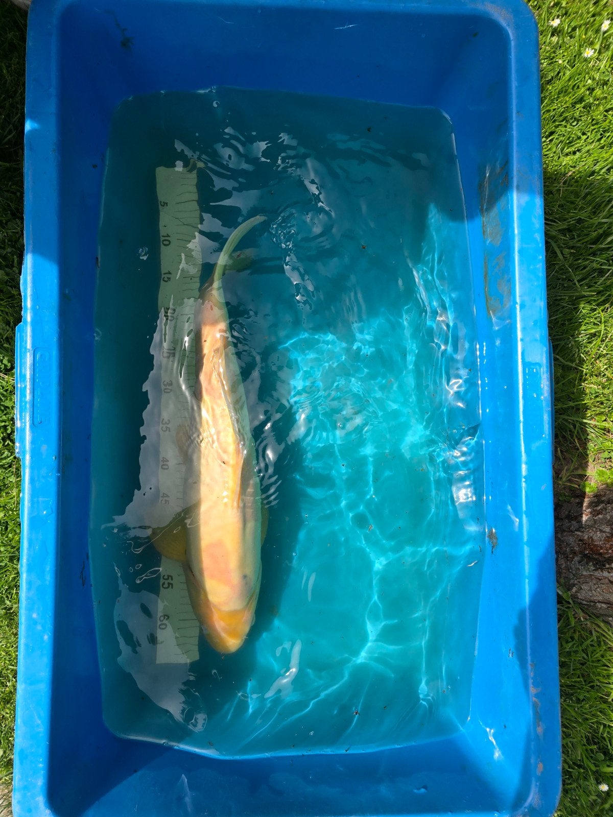 Mooie Japanse koi 55-60cm
