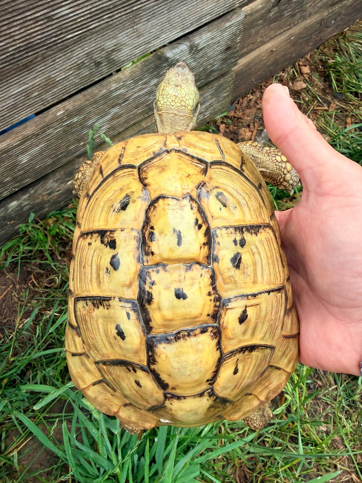 Herman boetgeri, Animaux & Accessoires, Reptiles & Amphibiens