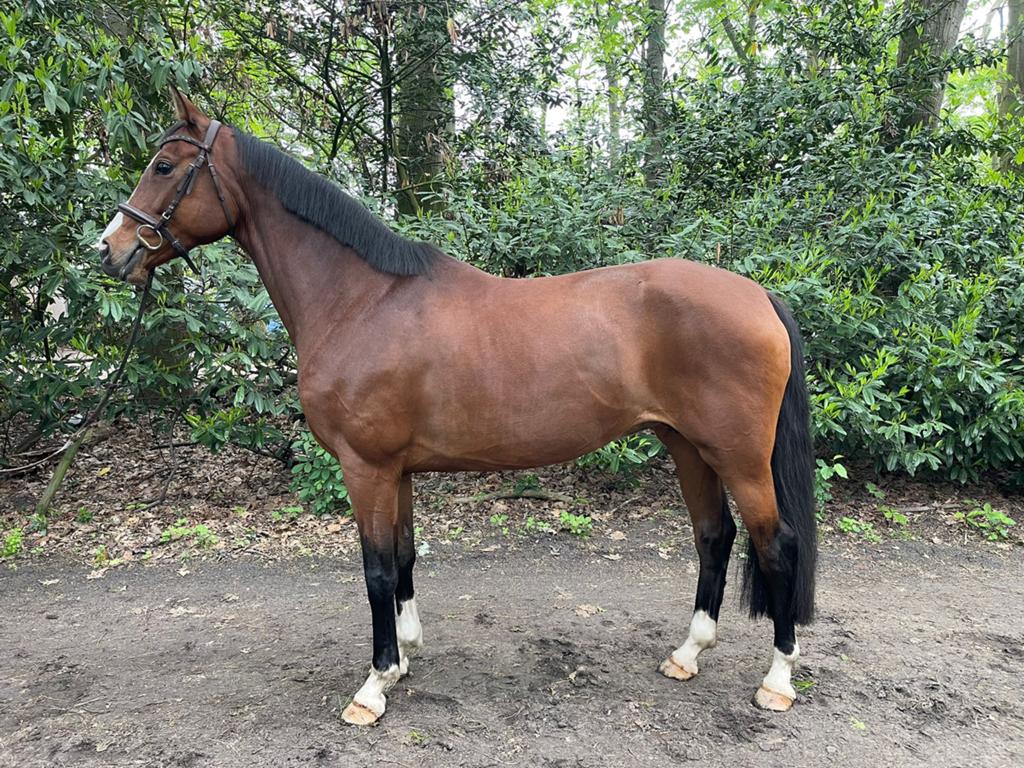 Mooie dressuur merrie, Dieren en Toebehoren, Paarden, Merrie