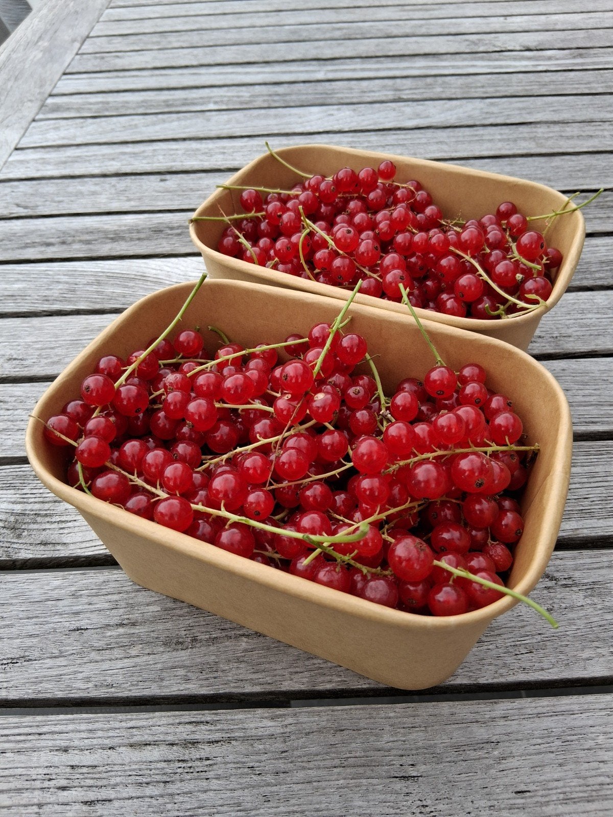 Aalbessen uit eigen tuin, Tuin en Terras, Ophalen