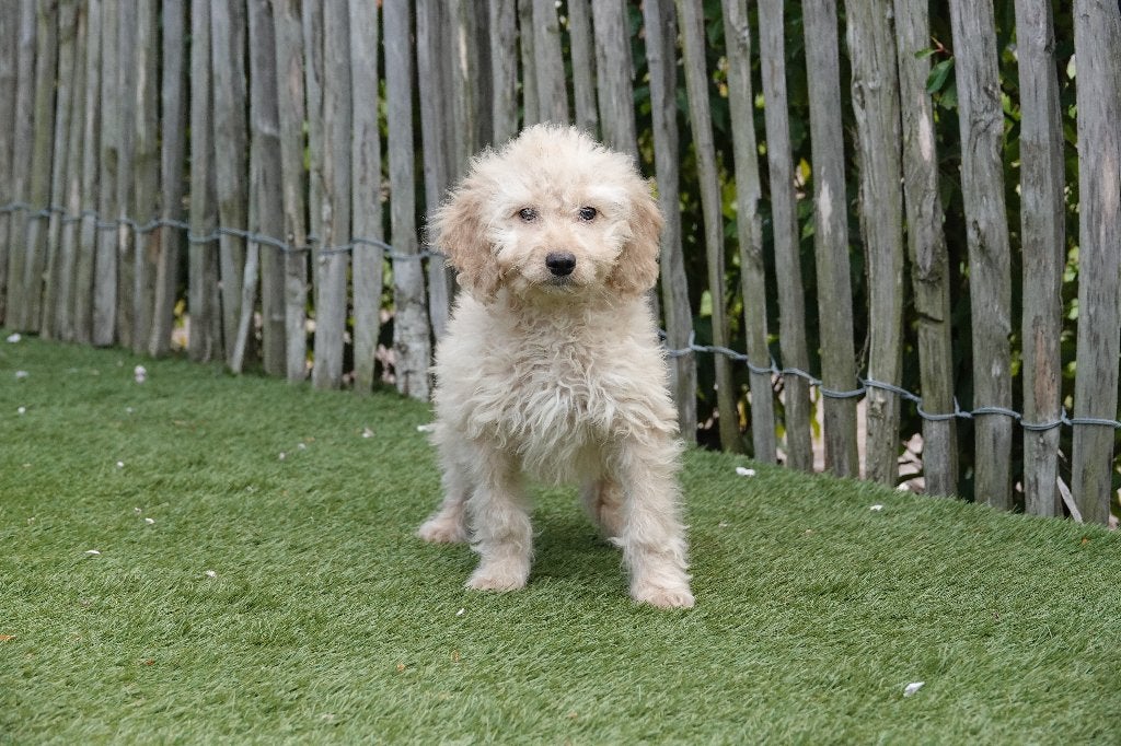 Beaux chiots Cockapoo abricot, Animaux & Accessoires, Autres races, Plusieurs, Hépatite contagieuse (maladie de Rubarth), Belgique