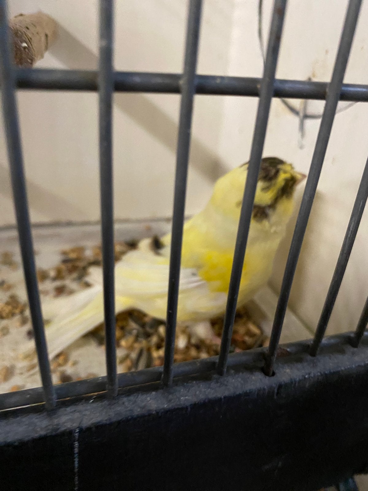 Gloster jong 2026, Dieren en Toebehoren, Vogels | Kanaries
