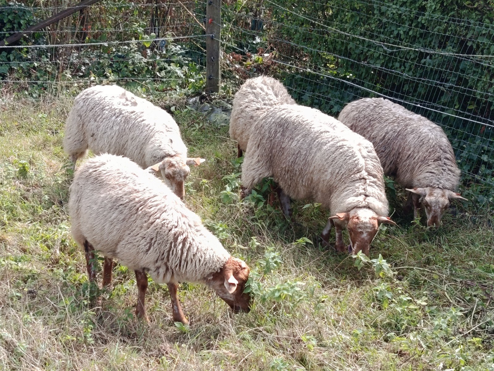 houtlander lammeren, Dieren en Toebehoren