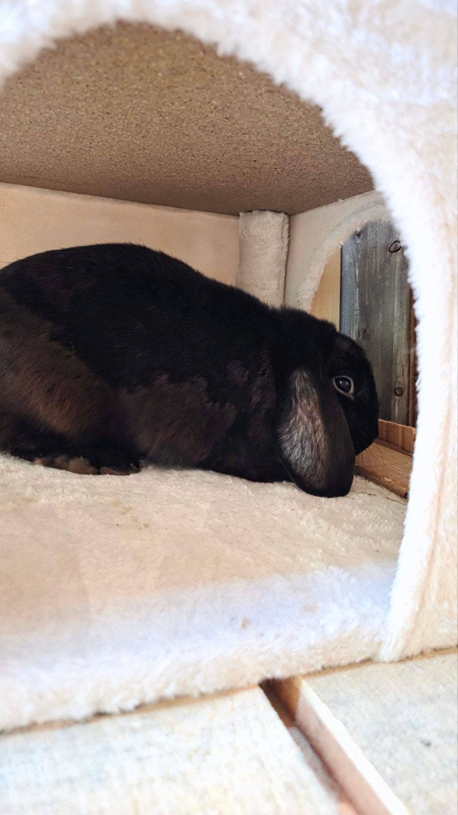 Nederlandse hangoor 10 maand te koop, Dieren en Toebehoren, Konijnen, Hangoor
