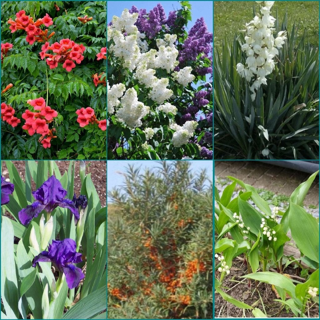 Vaste tuinplanten UITVERKOOP 1€ per één soort, Ophalen of Verzenden, Vaste plant